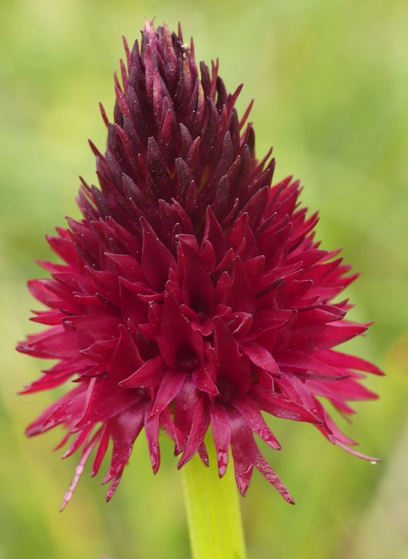 Nigritella cenisia e Nigritella rhellicani  Savoia francese   luglio 2023.